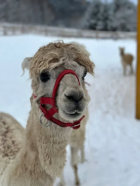 Agroturystyka Alpaka Konradów Kraina Lemurów Jacuzzi Balia Mini ZOO