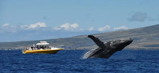 Makai Adventures - 25% OFF Limited Seats BOOK NOW! Maui Whale Watching, Dolphins, Snorkeling, Private Charters