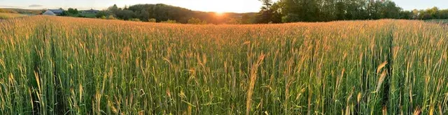 ALL Produce & Greenhouse