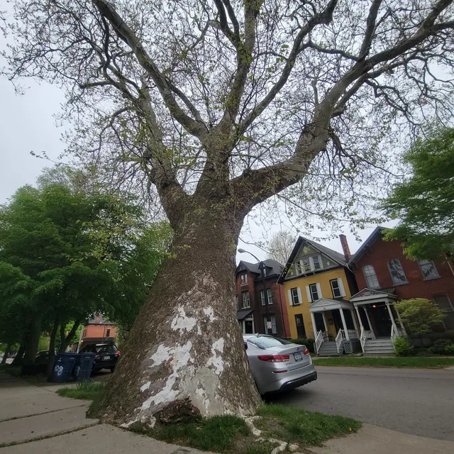 Oldest Tree In Buffalo