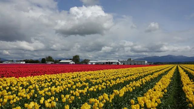 Skagit Valley Tulip Festival Headquarters
