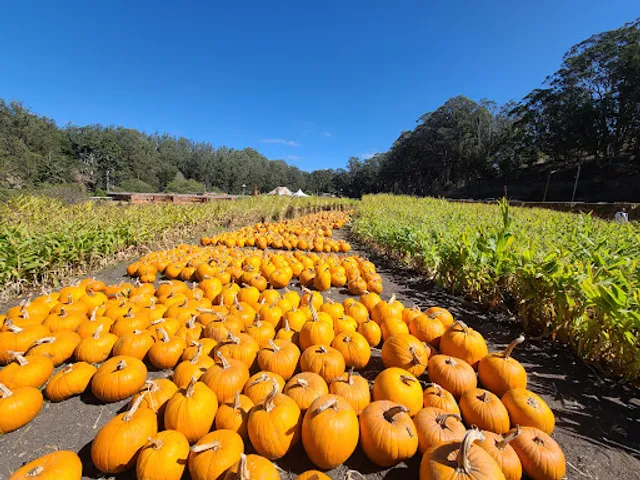Arata’s Pumpkin Farm