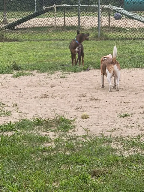 Deptford Doggie Park
