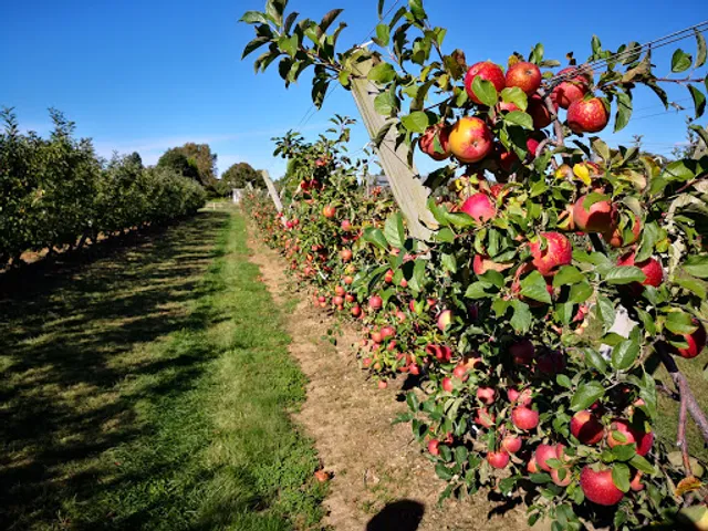 Milk Pail U-Pick Farm