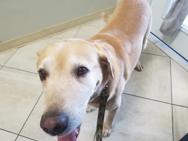 Balboa Veterinary Hospital