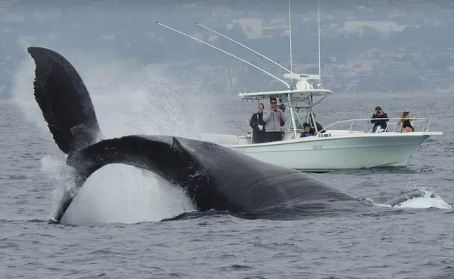 East Meets West Whale Watching