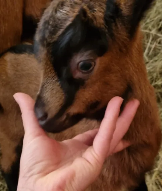 Azienda Agricola LA CAPRA AMALTEA
