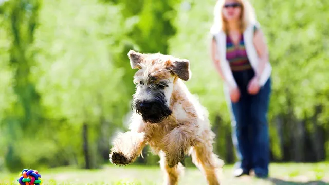 PAWS VALLEY DOG PARK