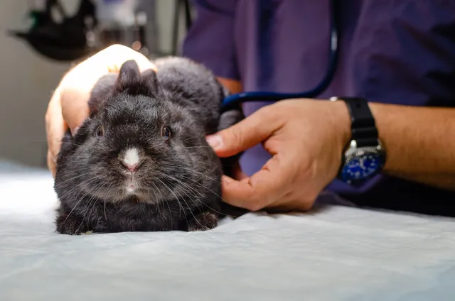 Long Island Bird & Exotics Veterinary Clinic