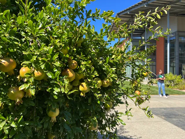 UC Davis Good Life Garden