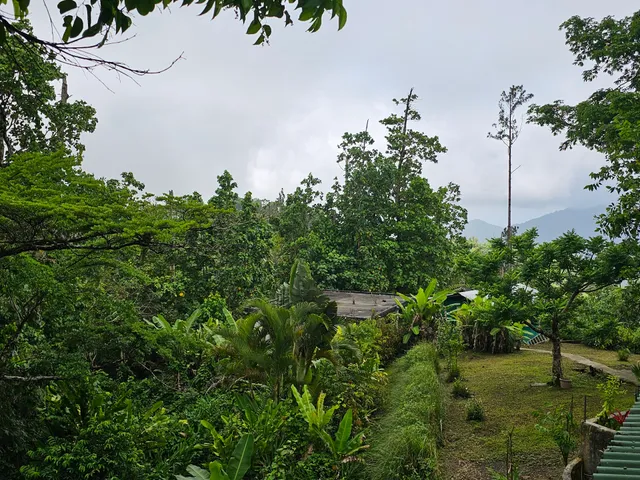 Eye on the Rainforest