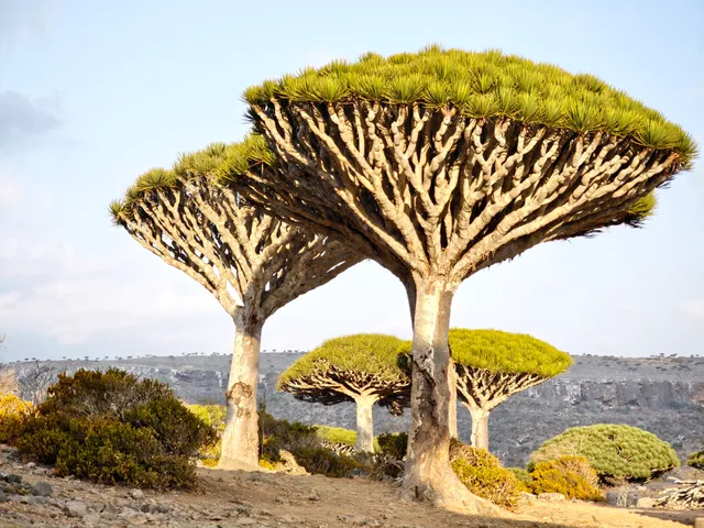 Socotra Pioneer Tours- Socotra Tour Packages & Trips