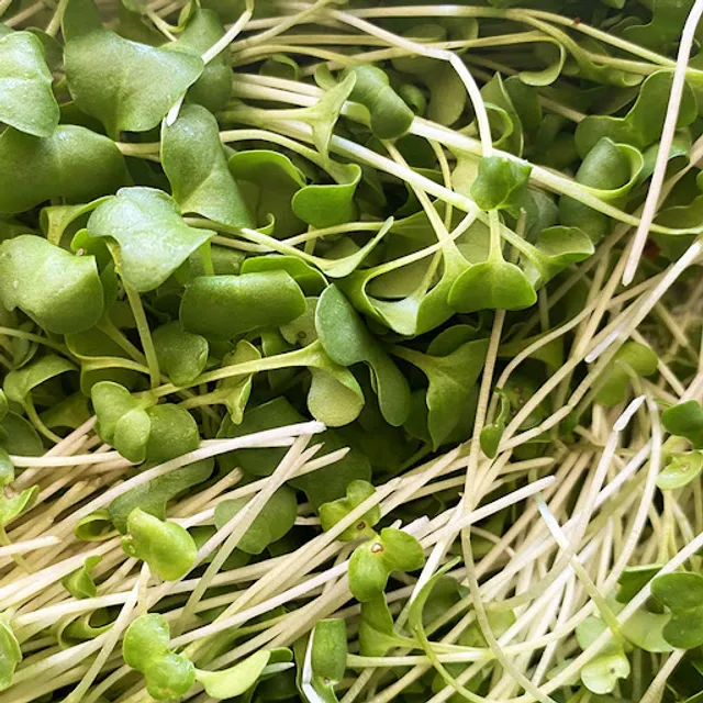 SuperCharge! Foods Microgreens - Madison