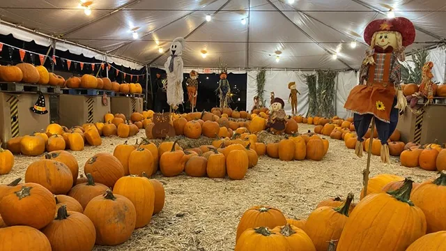 Buckelew Christmas Trees