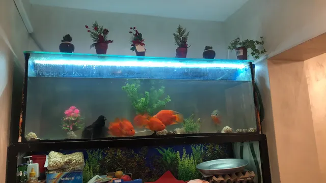 Ristorante cinese Wu Mei