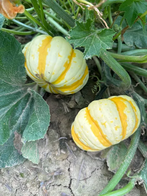 Fryes Creek Family Farm