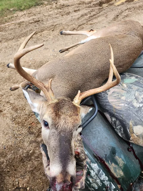 Meat Hook Wild Game Processing