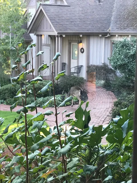 morical house garden inn