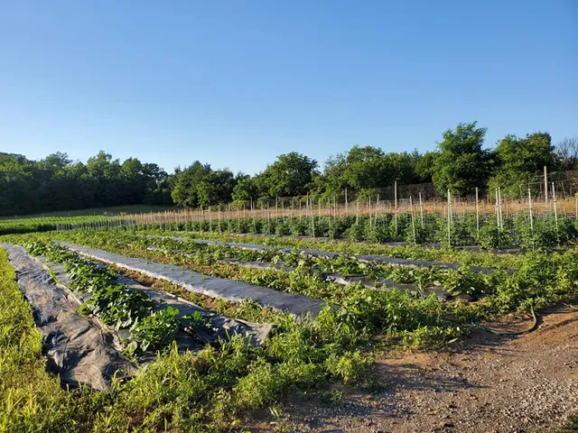Sugartown Strawberries