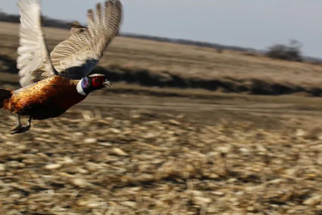 Royal Flush Hunting Lodge