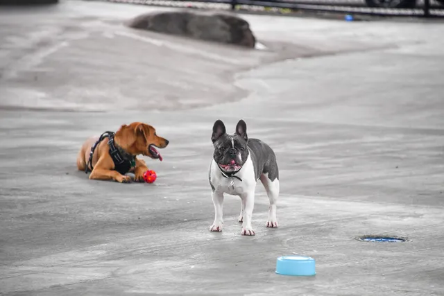 Triborough Bridge Playground C Dog Run