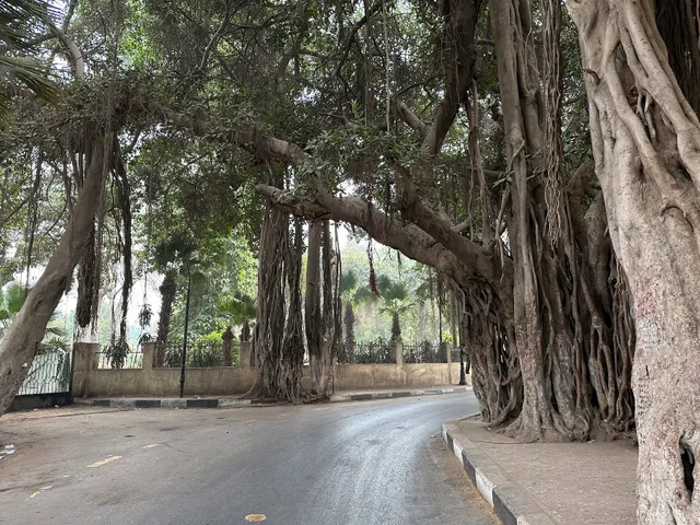 Khedive or Zamalek tree