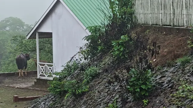 Hill View resort amba