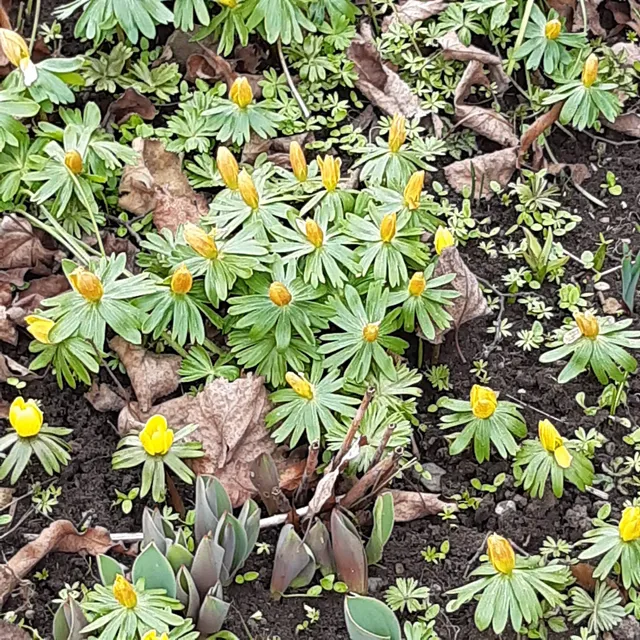 Ferienwohnung Blütenweg Kluftern