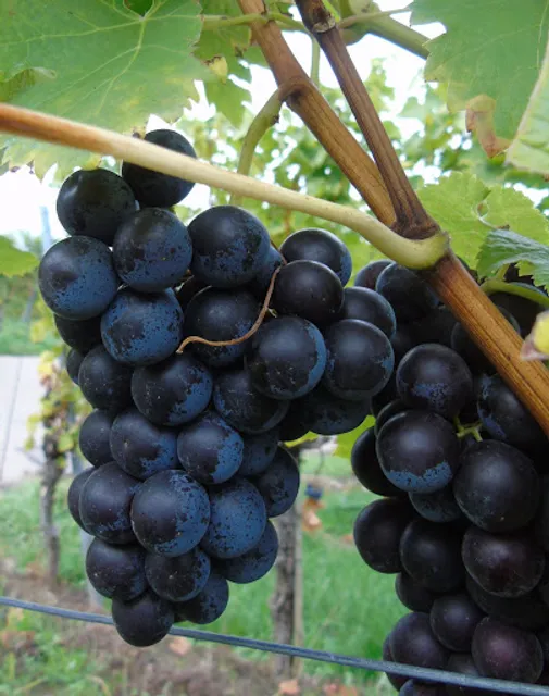 Winery and wine bar Borth