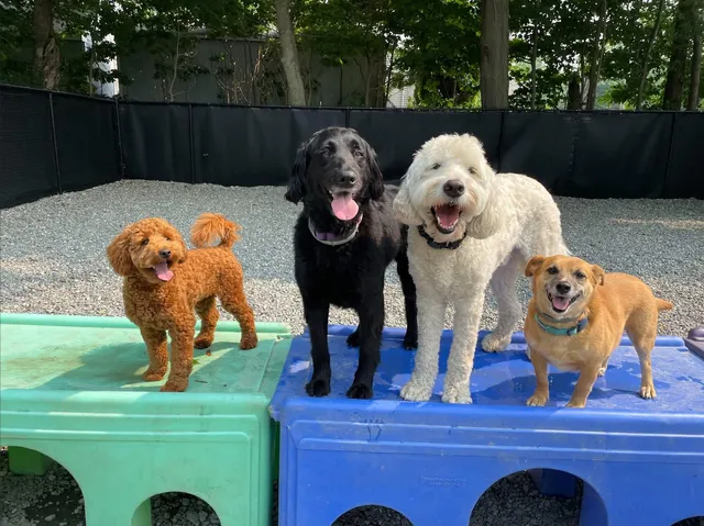 Wagging Tail Dog Services