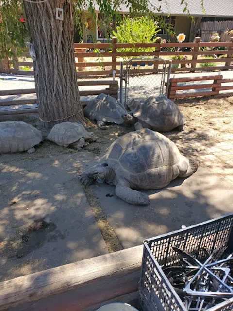 Tortoise Ranch