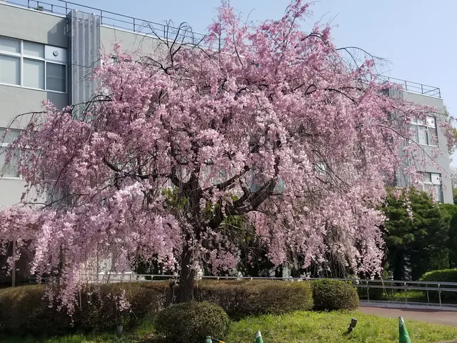 Tokyo Gakugei University