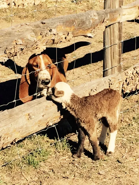 Heritage Belle Farms