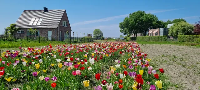 Annemieke's Pluktuin (Tullips and more)