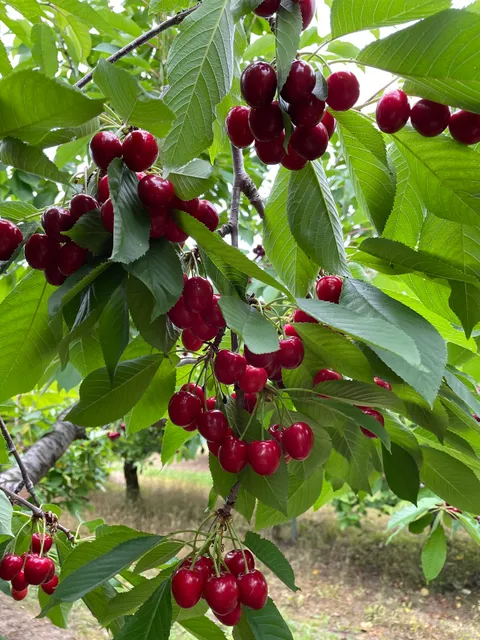 Weiland's Cherry Farm