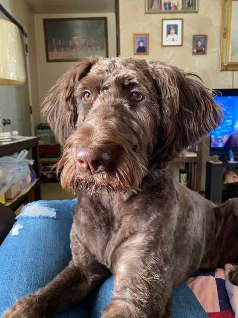 Diamond in the Ruff pet grooming & boutique