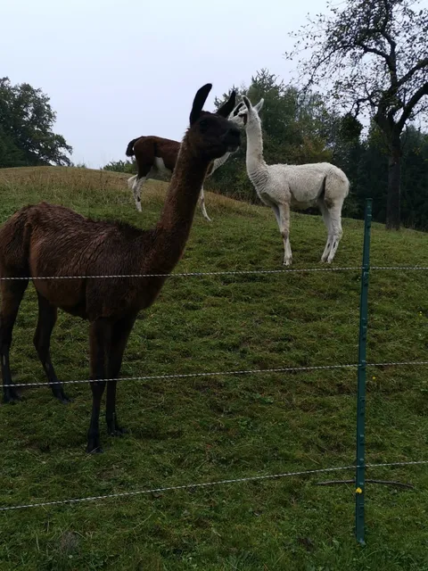 Ferienwohnungen Deutschbauer