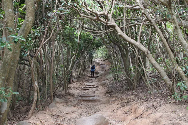 Itoshima's Totoro Forest