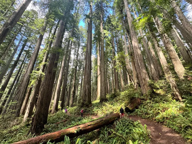 Boy Scout Tree Trailhead