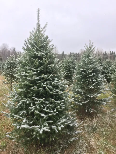 Fritz’s Mountain Christmas Tree Farm