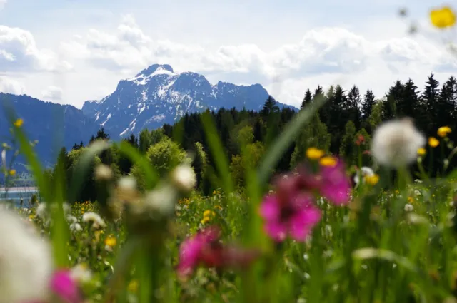 House Mountain View apartment in Allgäu