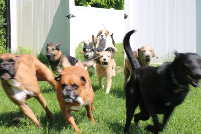 F.I.D.O. Finishing Institute For Dog Ownership