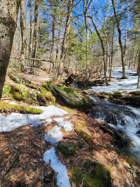 Harvey Mountain State Forest