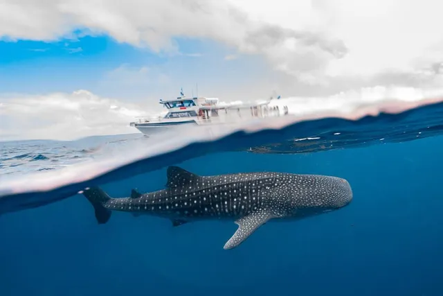Ningaloo Whaleshark Swim