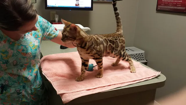 Brick City Cat Hospital