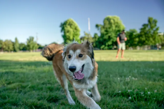 Washington High School Dog Park