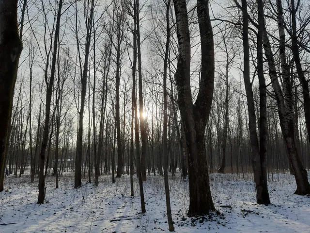 Park KUL'Tury I Otdyha Im Sovetskoi Armii (Mazurino)