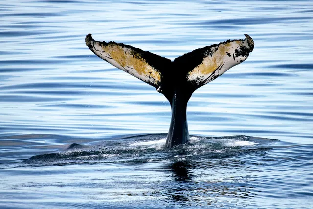 Bar Harbor Whale Watch Co