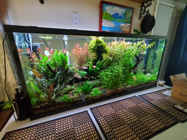 Outer Banks Driftwood