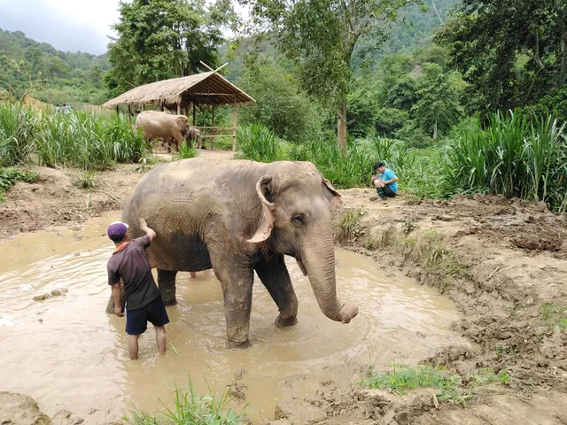 Chiang Mai Mountain Sanctuary tours (Elephant)